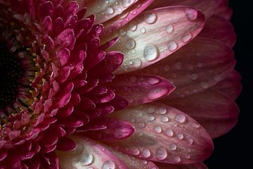 Makro Stillleben rosa Blume mit Wassertropfen von Steven Dijkshoorn