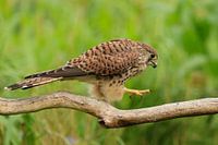 Kestrel hunts for prey