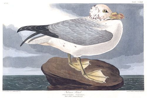 Noordse stormvogel