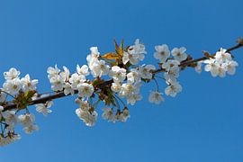 Lente Bloesem von Jeannet Bijlsma
