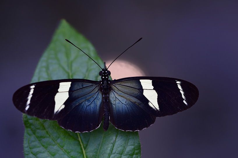 Een passievlinder die op een blad zit van Ulrike Leone