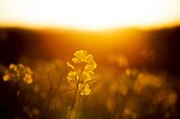 Rape in the sunset