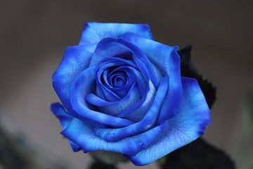 Blue rose van Clicksby JB