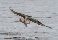 Flying osprey with prey