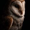 Portrait intime d'une chouette effraie – Photographie animalière dramatique en low-key avec fond sombre sur Design Wall Arts
