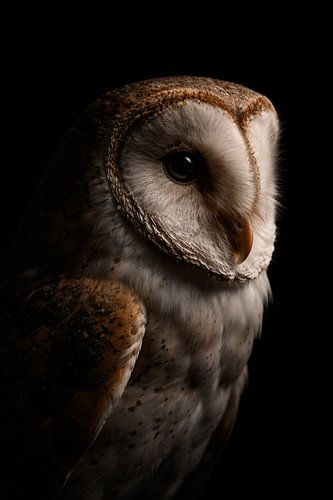 Intimate Barn Owl Portrait Photo – Dramatic Low-Key Wildlife Photography with Dark Background