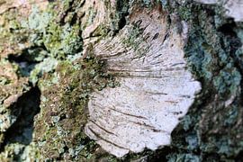 Birch tree bark