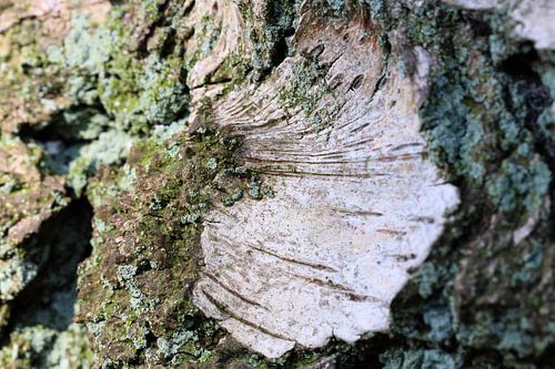 Birch tree bark