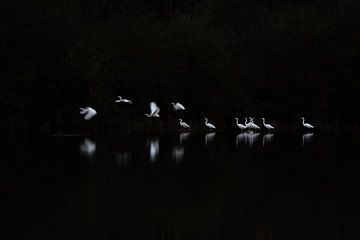 Lichtpunkte im Dunkeln von Danny Slijfer Natuurfotografie