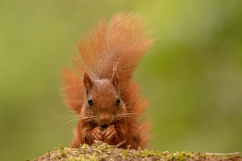 Knabbelende eekhoorn