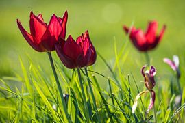 Tulpen im Gras 2 von Stefan Wapstra