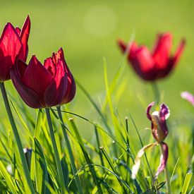 Tulpen im Gras 2 von Stefan Wapstra