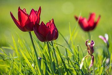 Tulpen in het gras 2 van Stefan Wapstra