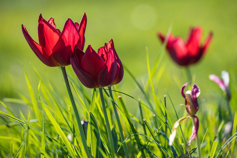 Tulpen im Gras 2 von Stefan Wapstra