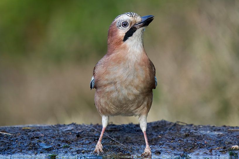 Vlaamse Gaai. van Ronald Kromkamp