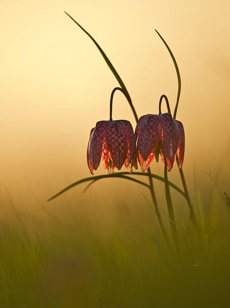 Kievitsbloemen bij zonsondergang van Erik Veldkamp