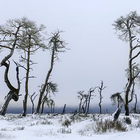 The burnt forest by Peter Poppe