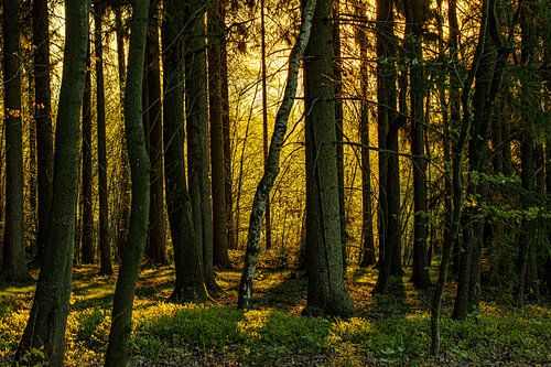 Zonsopgang in het bos