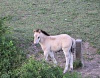 Koniks veulen Natuurpark Meinerswijk