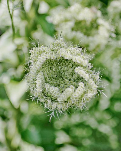 Romantisches Grün mit Weiß