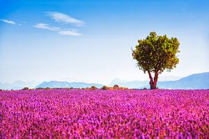 Lavendelblüten und ein Baum. Provence, Frankreich