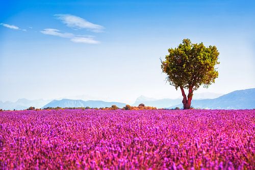 Lavendelbloemen en een boom. Provence, Frankrijk