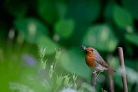 Robins