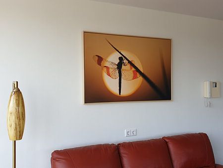 Bandheidelibel at sunrise