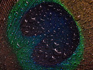 Peacock feather with drops by Marjolijn van den Berg