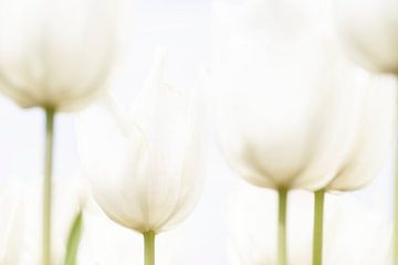 Zachte witte tulpen van Ron van der Stappen