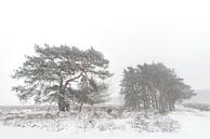 The heather in the snow by Danielle Bosschaart thumbnail