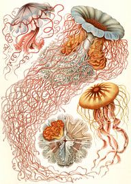  Haeckel, méduse, jellyfish. Discomedusae, Schweibenquallen
