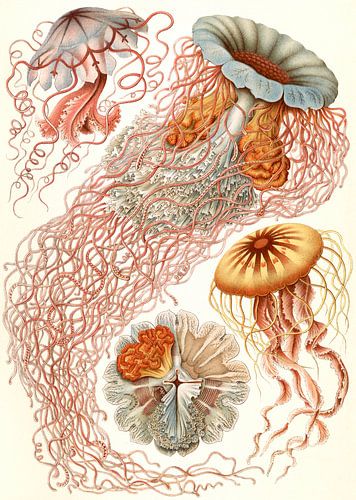 Haeckel, kwal, jellyfish. Discomedusae, Schweibenquallen