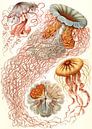 Haeckel, kwal, jellyfish. Discomedusae, Schweibenquallen van Liszt Collection thumbnail
