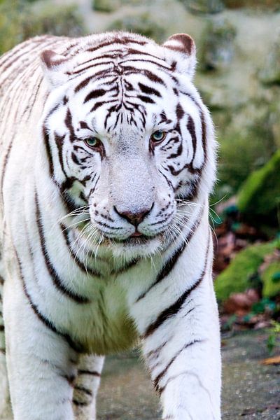 Portret van een witte tijger van Dennis van de Water