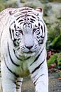 Portret van een witte tijger van Dennis van de Water thumbnail