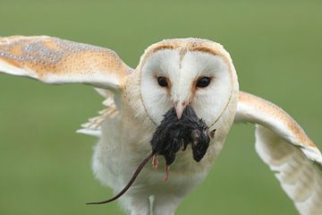 Schleiereule (Tyto alba) von Ronald Pol