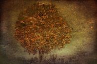 Autumn Tree, Nel Talen by 1x thumbnail