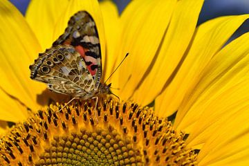 Een vlinder op een zonnebloem van Ulrike Leone