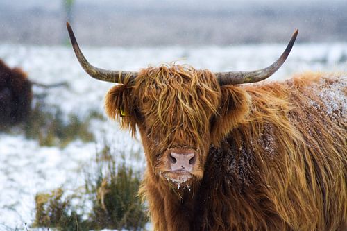 Scottish Highlander in the snow.