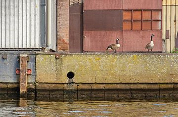 Geese and industrial heritage