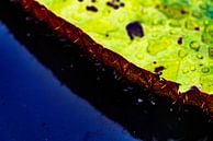 Close-up van gigantische Amazone Waterlelie in Iquitos, Peru van John Ozguc thumbnail