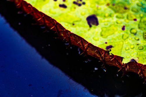 Close-up van gigantische Amazone Waterlelie in Iquitos, Peru