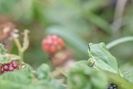 Tree frog (little frog) in natural habitat with blackberry. by Nicky Depypere