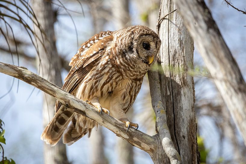 Hibou par Wouter Doornbos