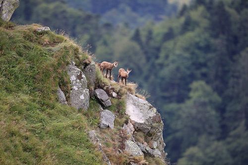 Gemzen (Rupicapra rupicapra) Vogezen, Frankrijk
