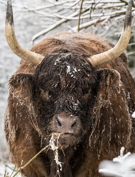 Galloway in the snow by Marcel Derweduwen