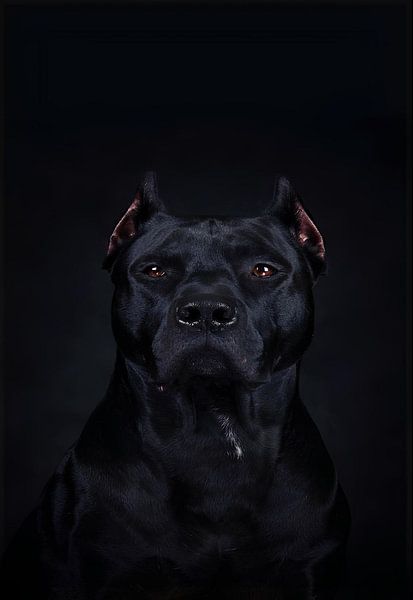 Dog in Black by Art Kingdom