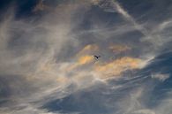zeelucht met vogel silhouette - 2 van Arnoud Kunst thumbnail