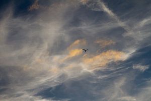 Seeluft mit Vogelsilhouette - 2